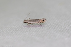 Battaristis nigratomella