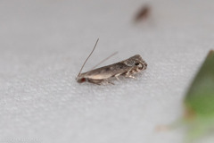 Battaristis concinnusella