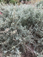 Atriplex canescens