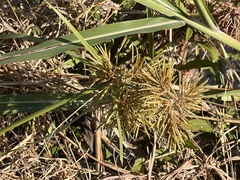 Cyperus odoratus