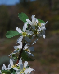 Amelanchier utahensis
