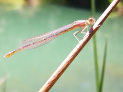Coenagrionidae