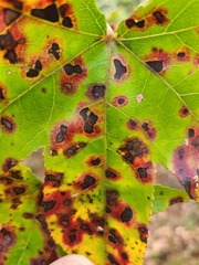 Cercospora liquidambaris