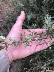 Atriplex canescens