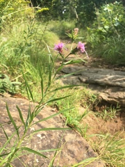 Liatris hirsuta