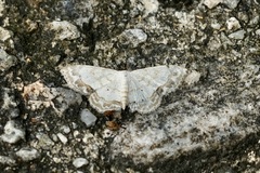 Scopula propinquaria