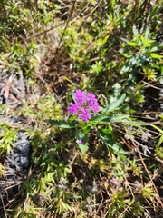 Glandularia canadensis