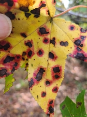 Cercospora liquidambaris