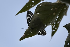 Hestina assimilis