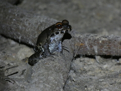 Leptodactylus pentadactylus