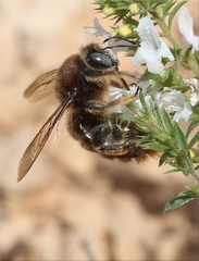 Xylocopa cantabrita