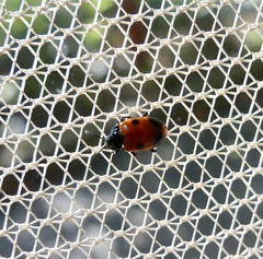 Endomychus biguttatus