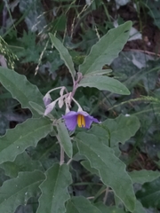 Solanum elaeagnifolium