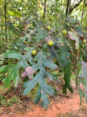 Quercus alba