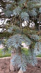 Picea pungens