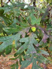 Quercus alba