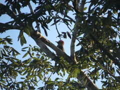 Melanerpes pygmaeus