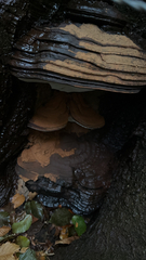 Ganoderma brownii