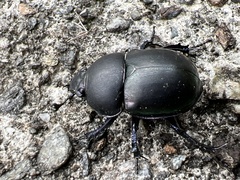 Trypocopris