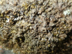 Xanthoparmelia loxodes