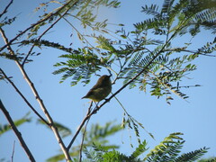 Vireo pallens