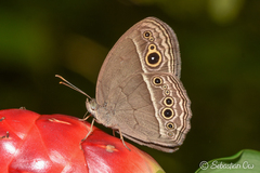 Mycalesis perseoides