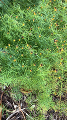Coreopsis verticillata