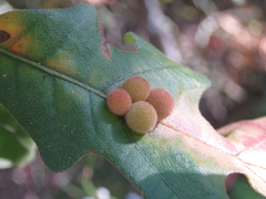 Atrusca carolina