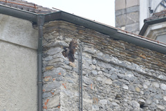 Corvus
