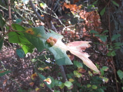 Atrusca carolina