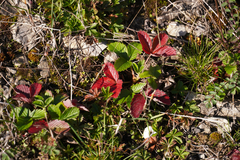 Fragaria viridis