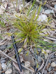 Carex rossii