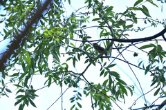 Luscinia megarhynchos