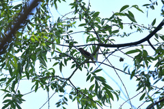 Luscinia megarhynchos