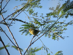 Vireo pallens