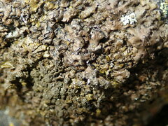 Xanthoparmelia loxodes