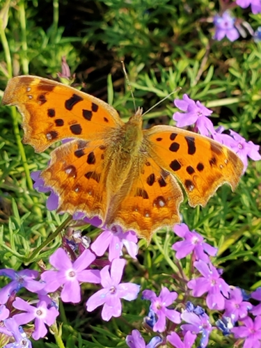 Asian Comma photo 6