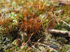 Tortula muralis
