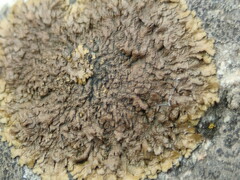 Xanthoparmelia loxodes