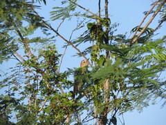 Melanerpes pygmaeus