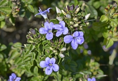 Barleria obtusa