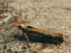 Ypsolopha parenthesella