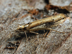 Ypsolopha parenthesella