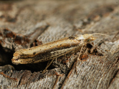 Ypsolopha parenthesella