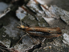 Ypsolopha parenthesella