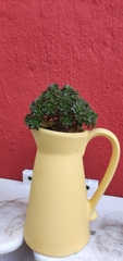 Aeonium sedifolium