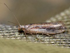 Ypsolopha parenthesella