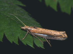 Ypsolopha parenthesella