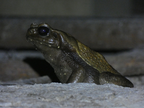 Smooth-sided Toad, Rhaebo guttatus