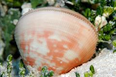 Lyrocardium lyratum